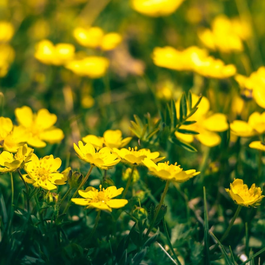 Scherpe boterbloem BIO (Ranunculus acris) zaden