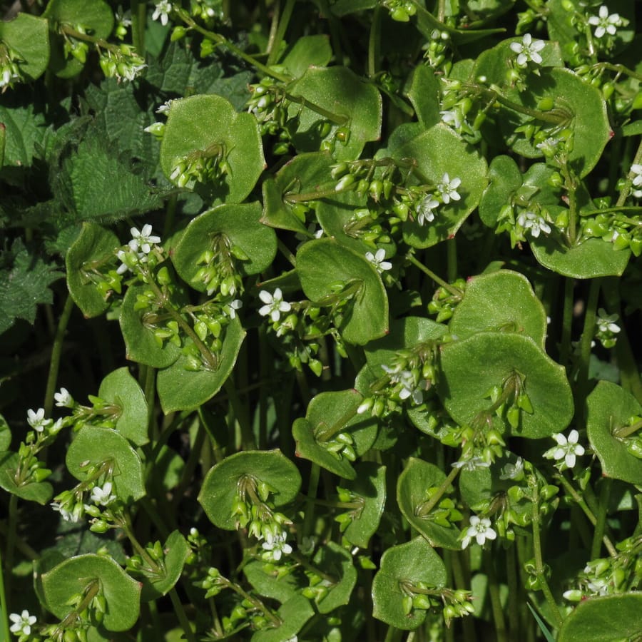 Winterpostelein (Claytonia perfoliata) zaden