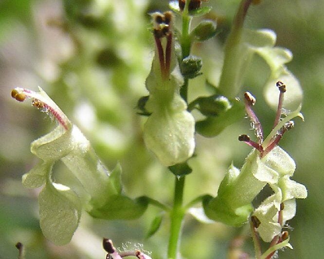 Valse salie (Teucrium scorodonia) zaden