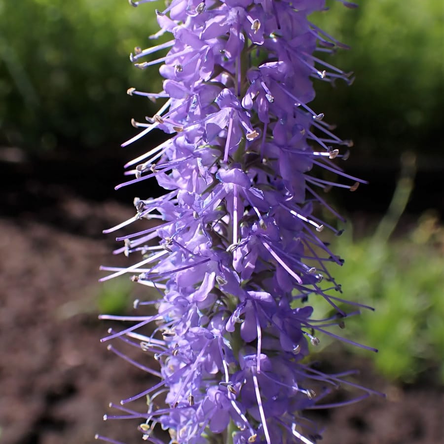 Lange ereprijs (Veronica longifolia) zaden