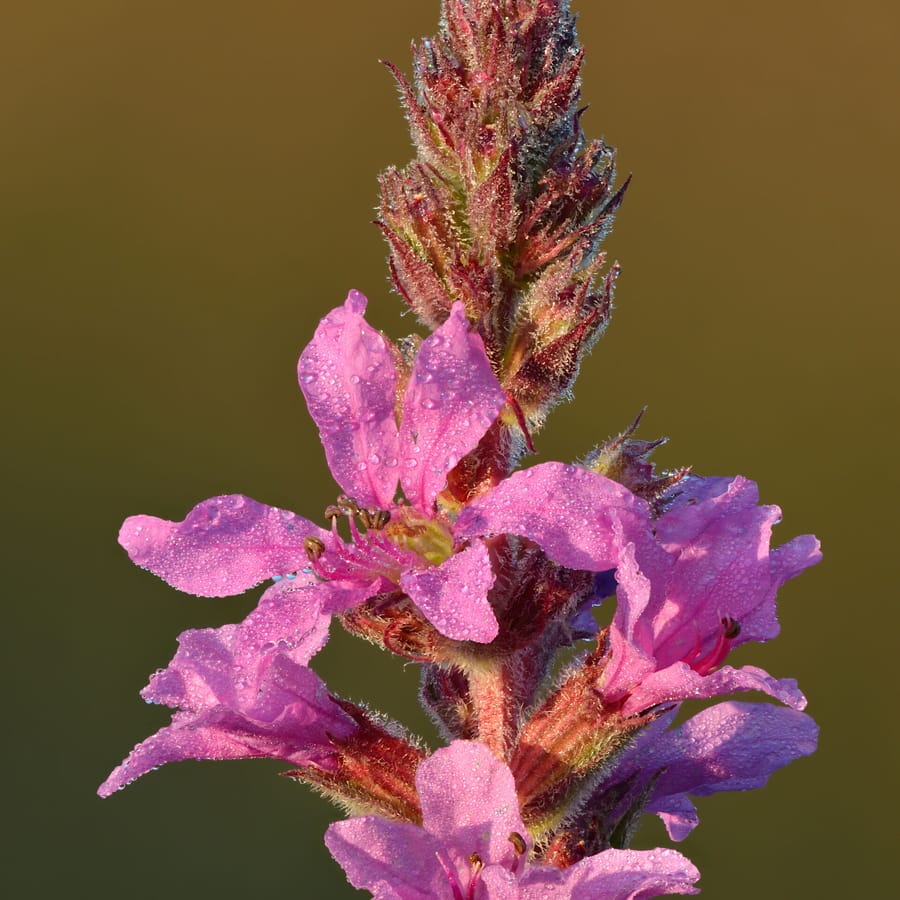 Grote kattenstaart (Lythrum salicaria) zaden