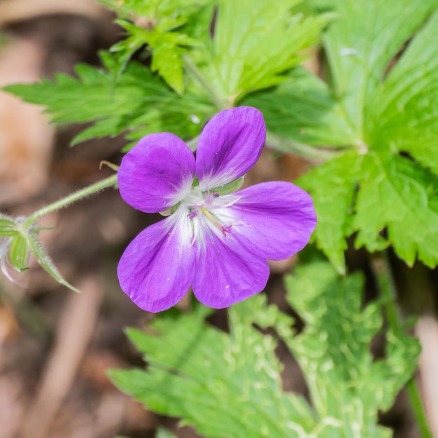 Bosooievaarsbek (Geranium sylvaticum) zaden