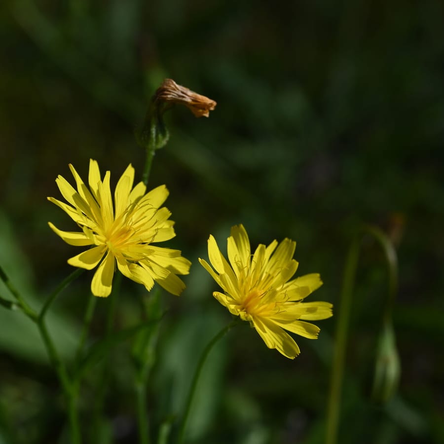 Vertakte leeuwentand (Scorzoneroides autumnalis) zaden
