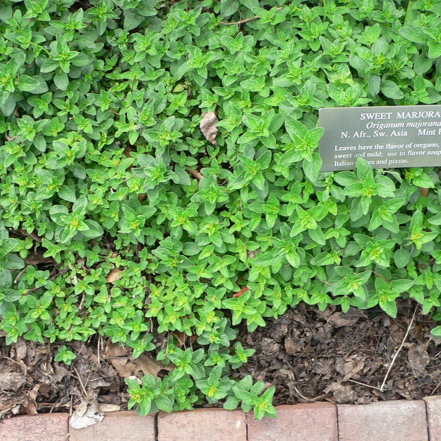 Echte marjolein (Origanum majorana) zaden