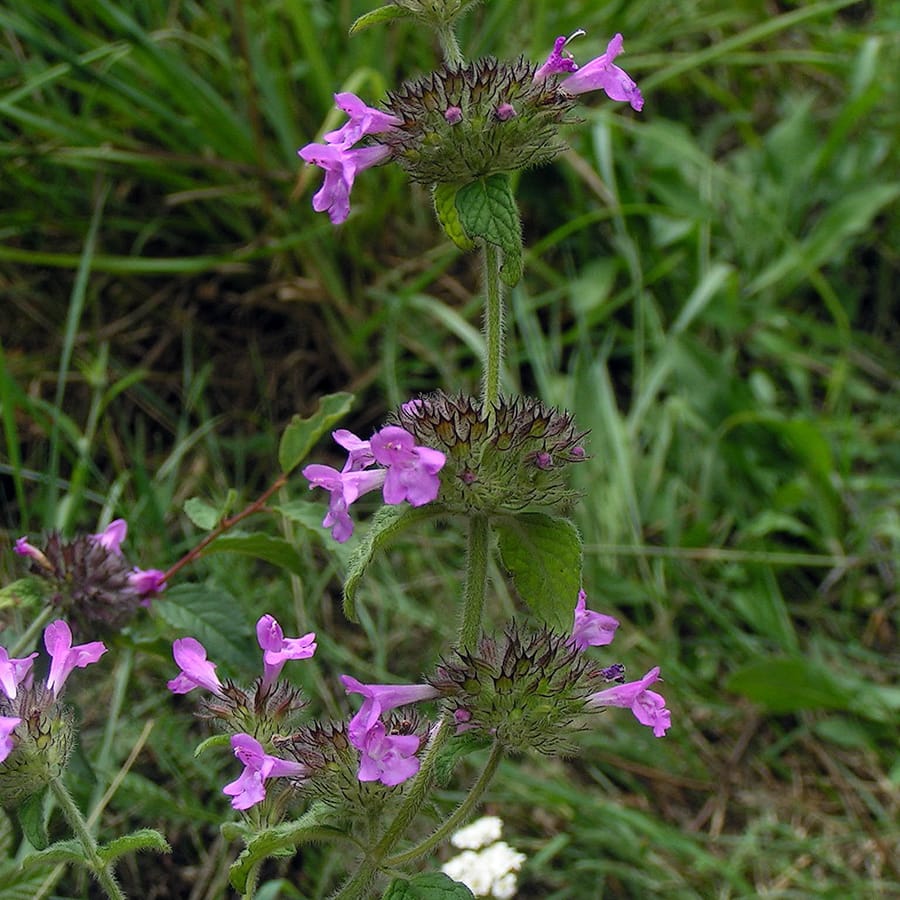 Borstelkrans (Clinopodium vulgare) zaden