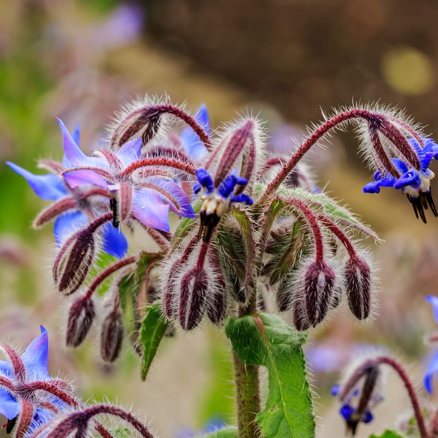 Borage/Bernagie (Borago officinalis) zaden
