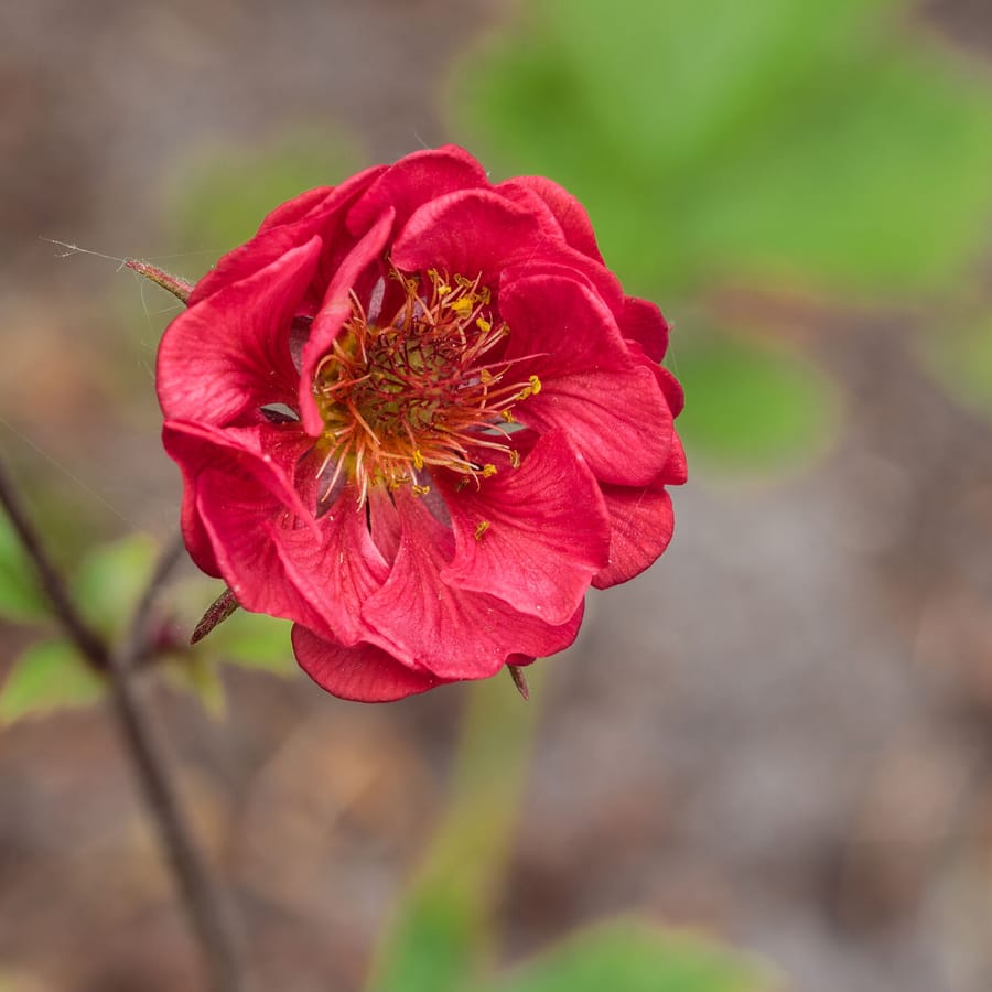 Knikkend nagelkruid (Geum rivale) zaden