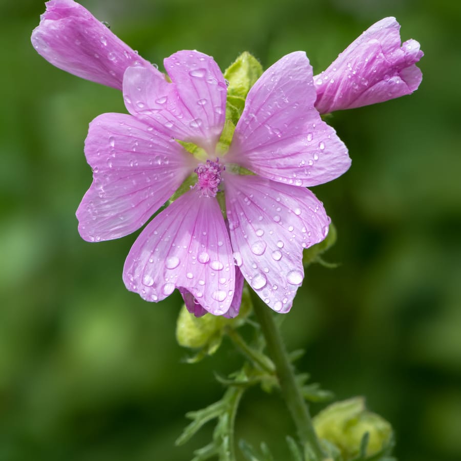 Muskuskaasjeskruid (Malva moschata) zaden