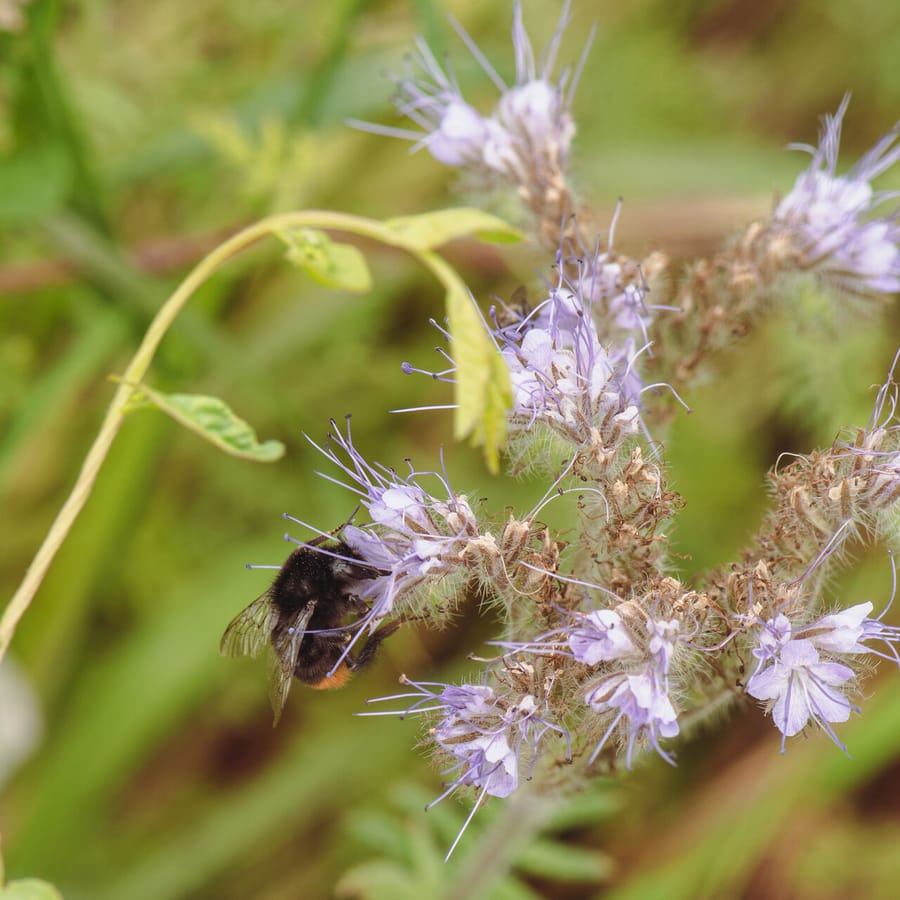 Phacelia (Phacelia tanacetifolia) zaden