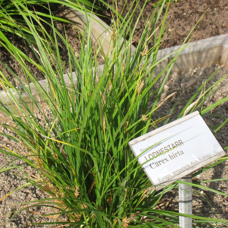 Ruige zegge (Carex hirta) zaden