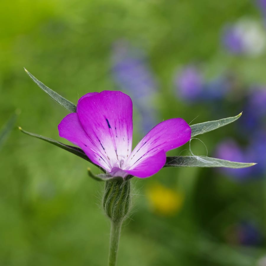 Bolderik BIO (Agrostemma githago) zaden