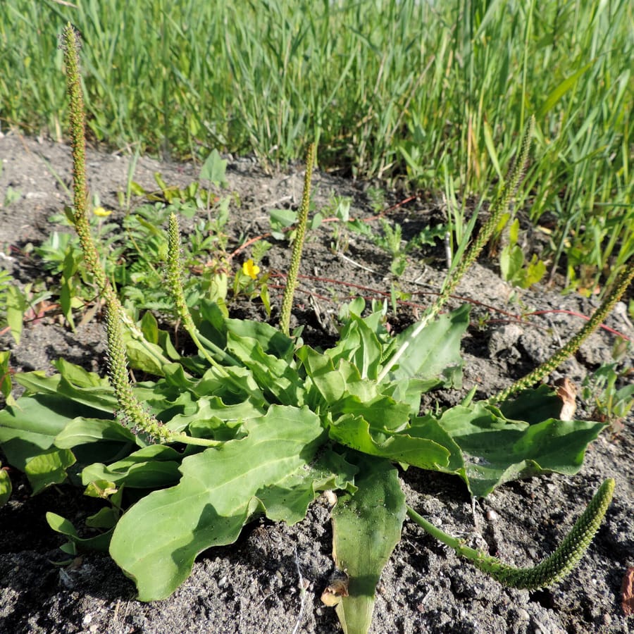 Grote weegbree (Plantago major ssp. major) zaden