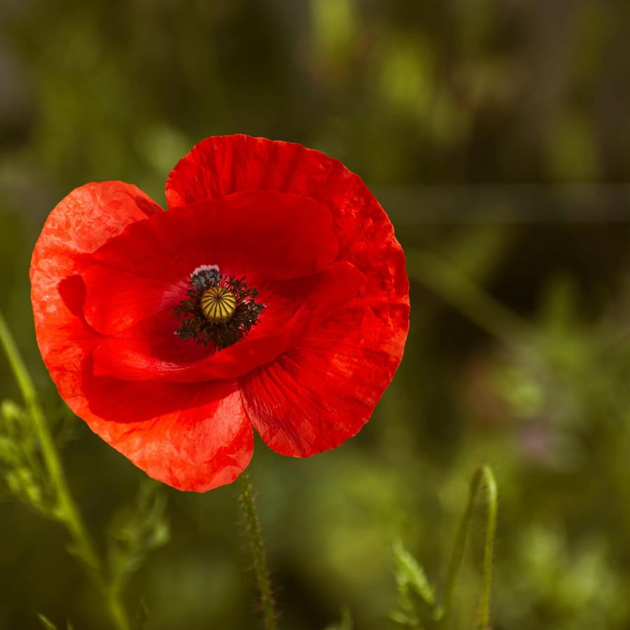 Grote klaproos BIO (Papaver rhoeas) zaden