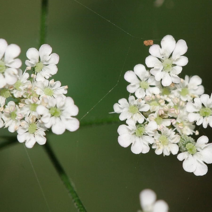 Heggedoornzaad (Torilis japonica) zaden