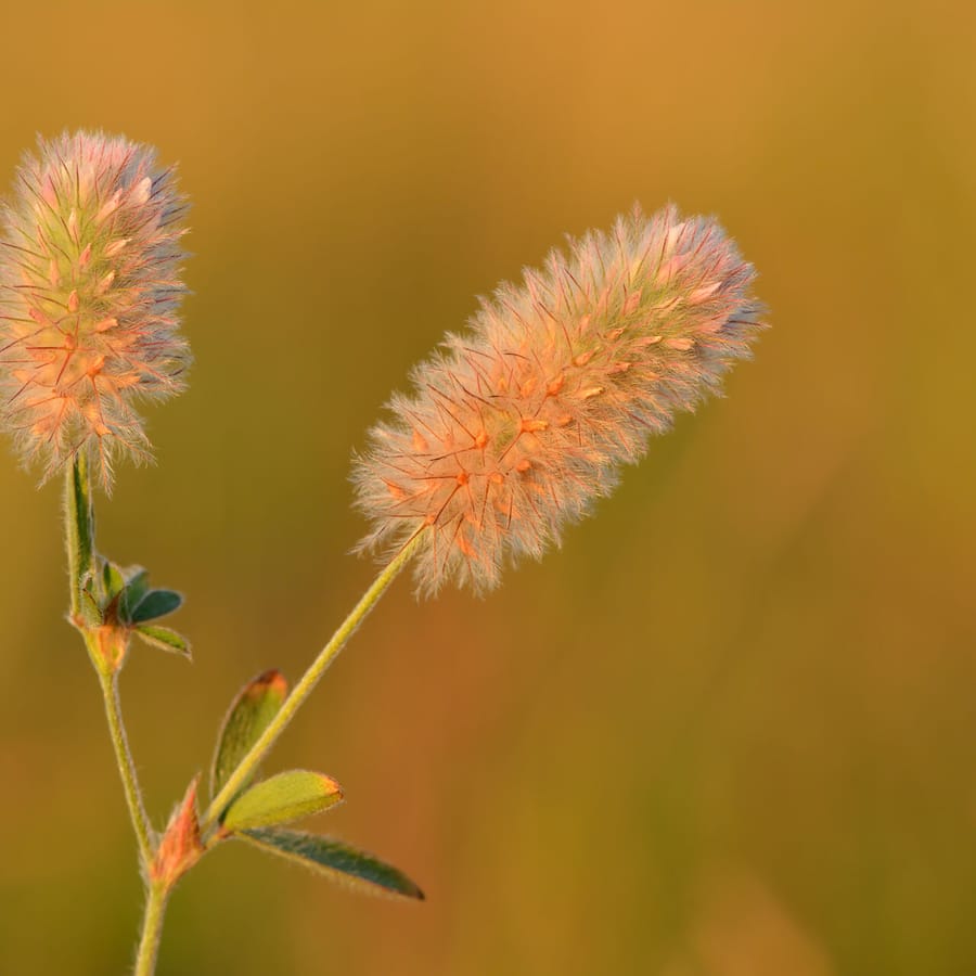 Hazenpootje (Trifolium arvense) zaden