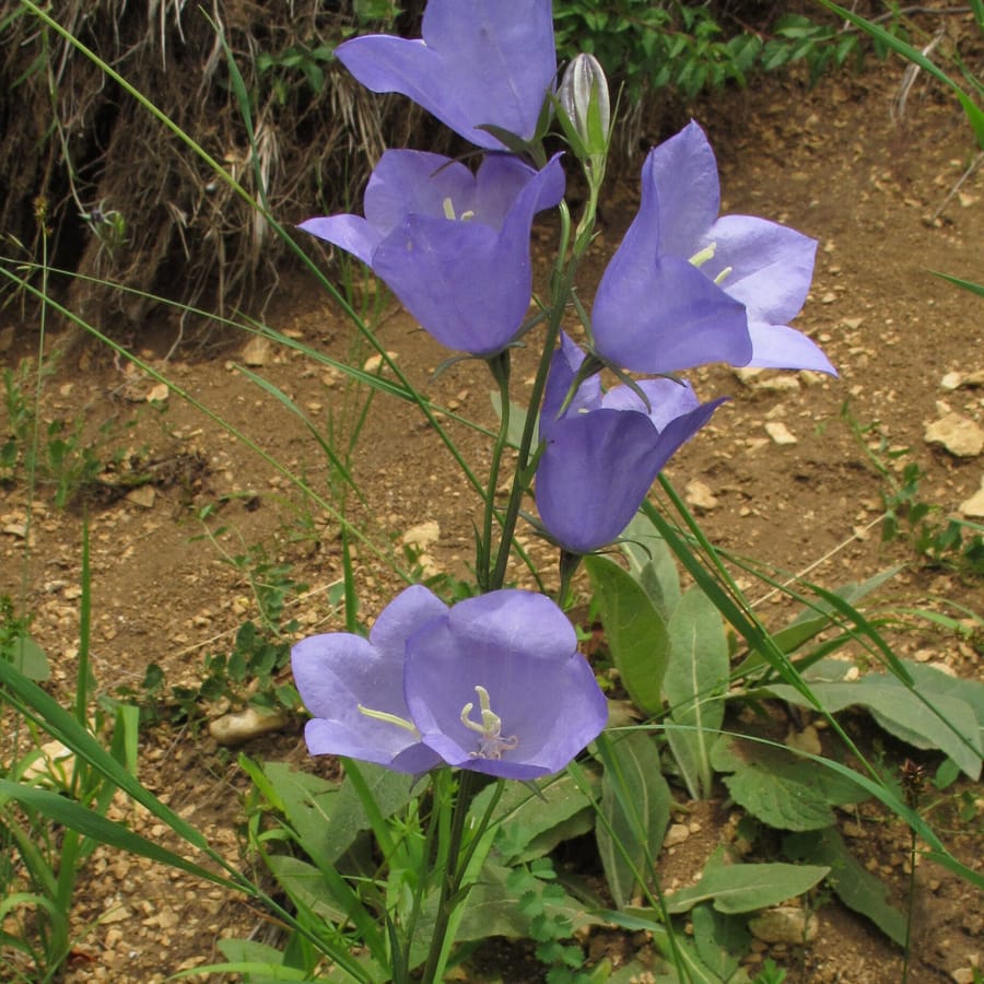 Prachtklokje (Campanula persicifolia) zaden