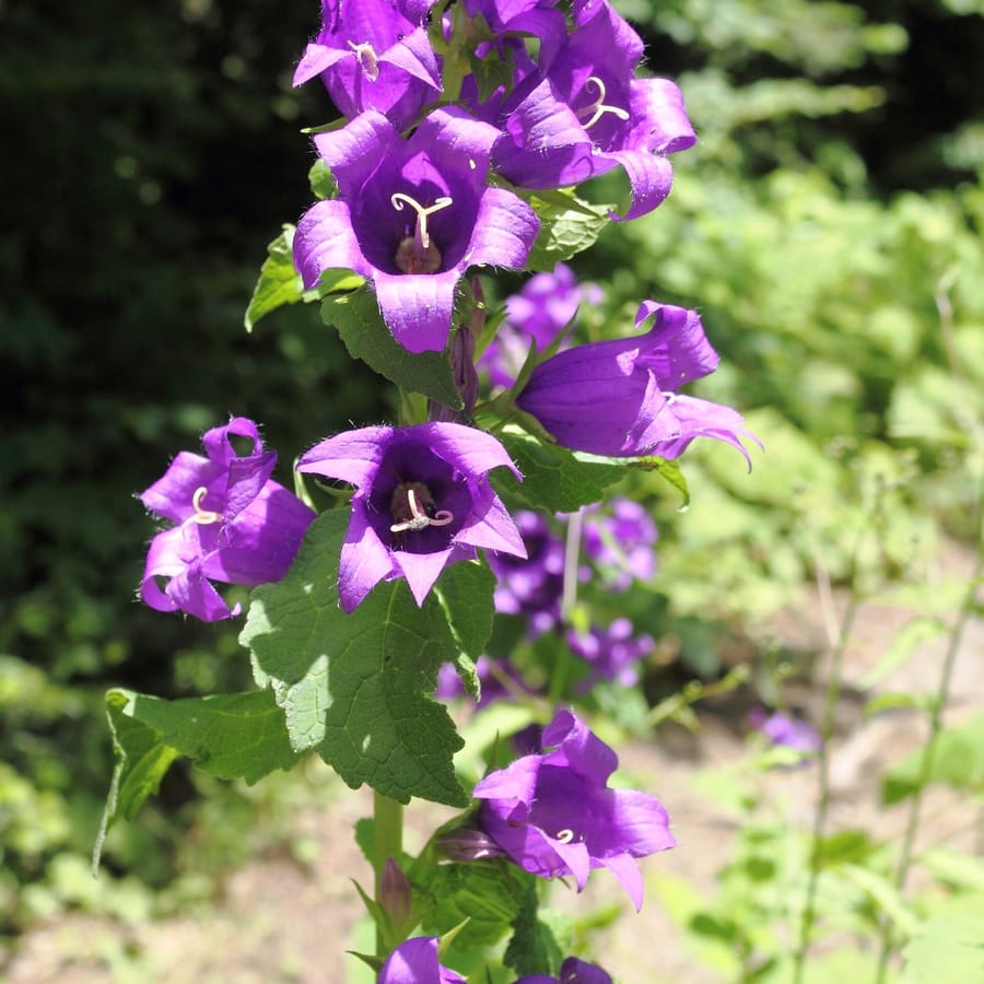 Ruig klokje (Campanula trachelium) zaden