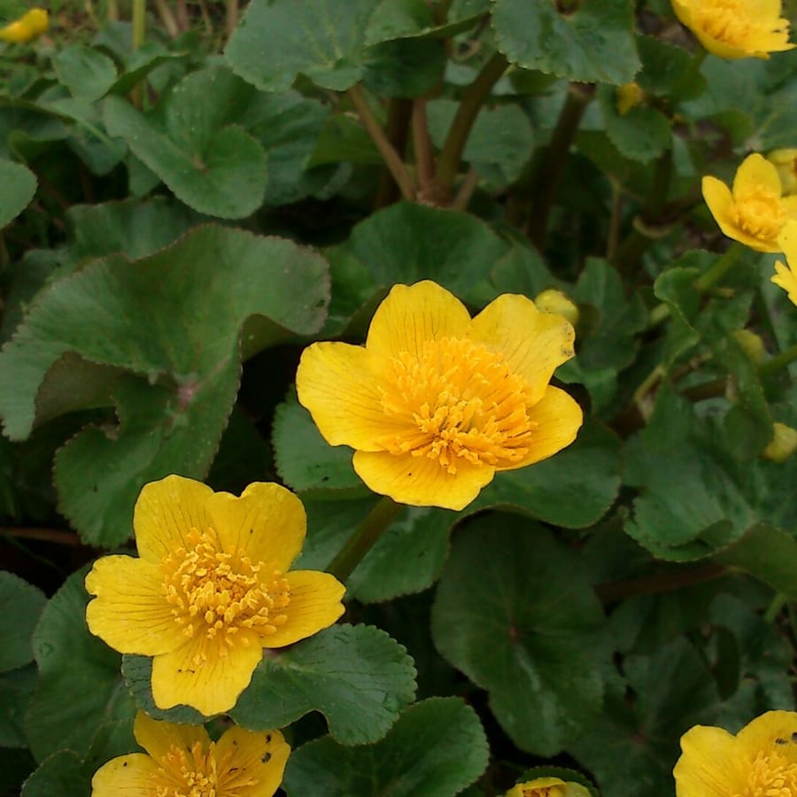 Gewone dotterbloem (Caltha palustris ssp. palustris) zaden