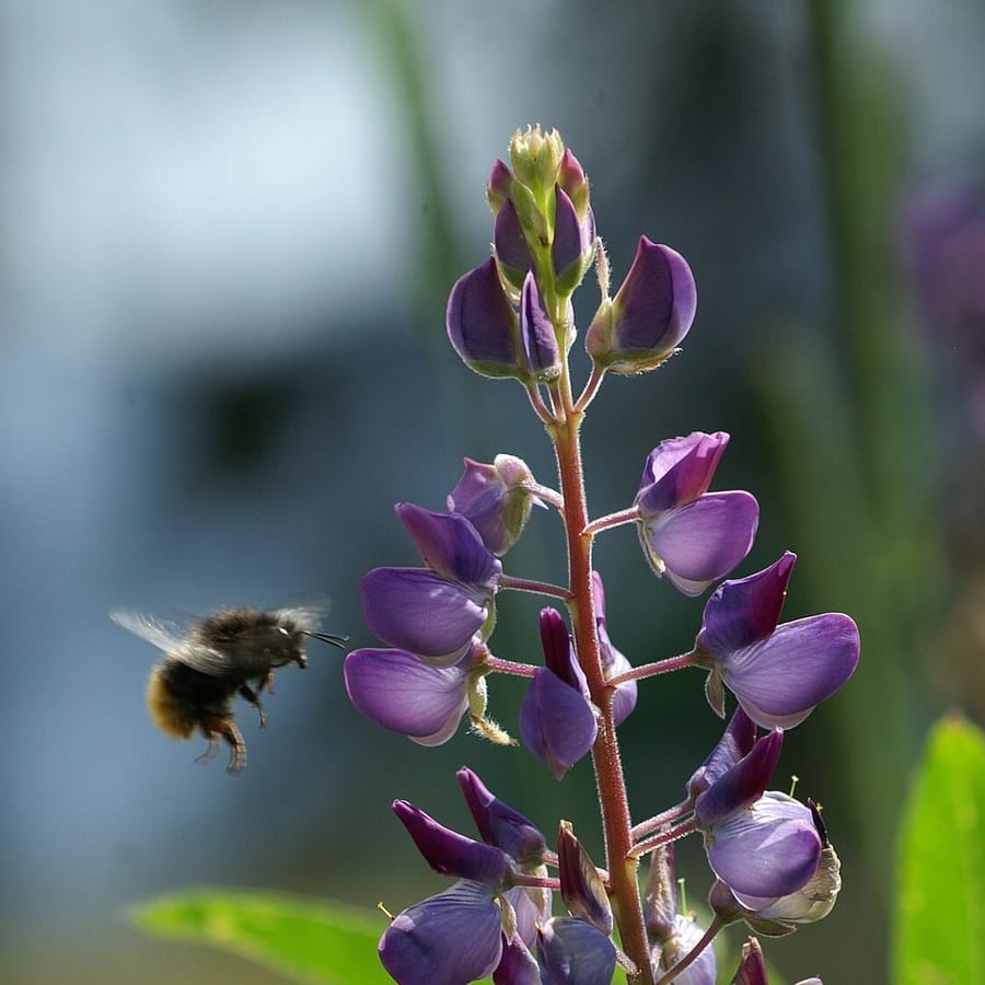 Blauwe lupine (Lupinus angustifolius) zaden