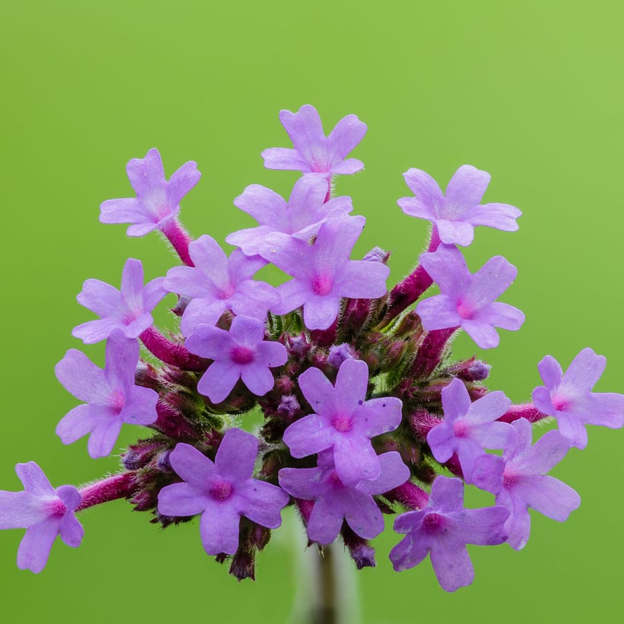 Stijf ijzerhard (Verbena bonariensis) zaden