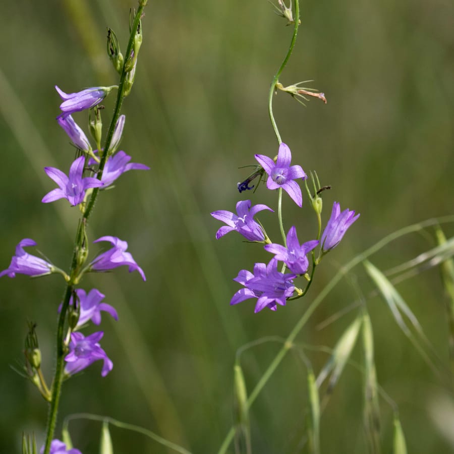 Rapunzelklokje (Campanula rapunculus) zaden