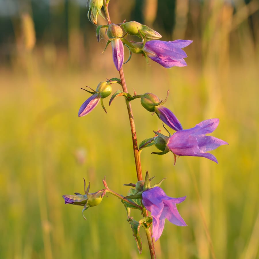 Akkerklokje (Campanula rapunculoides) zaden