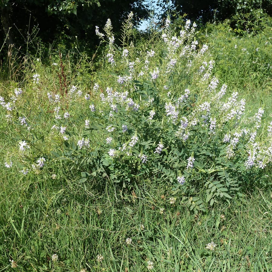Galega (Galega officinalis) zaden