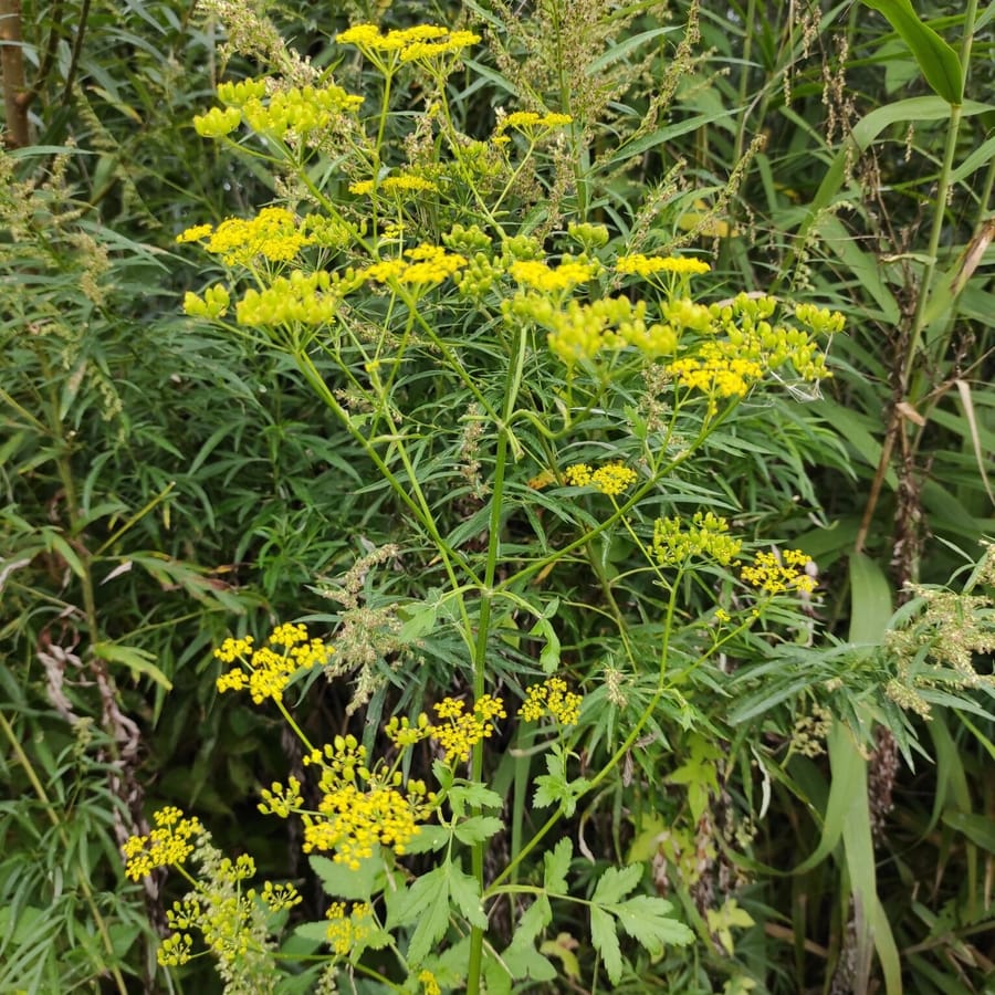 Gewone pastinaak (Pastinaca sativa ssp. sativa) zaden