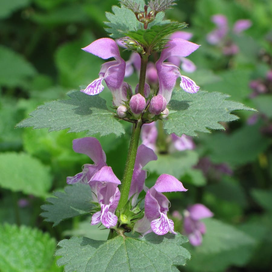 Gevlekte dovenetel (Lamium maculatum) zaden