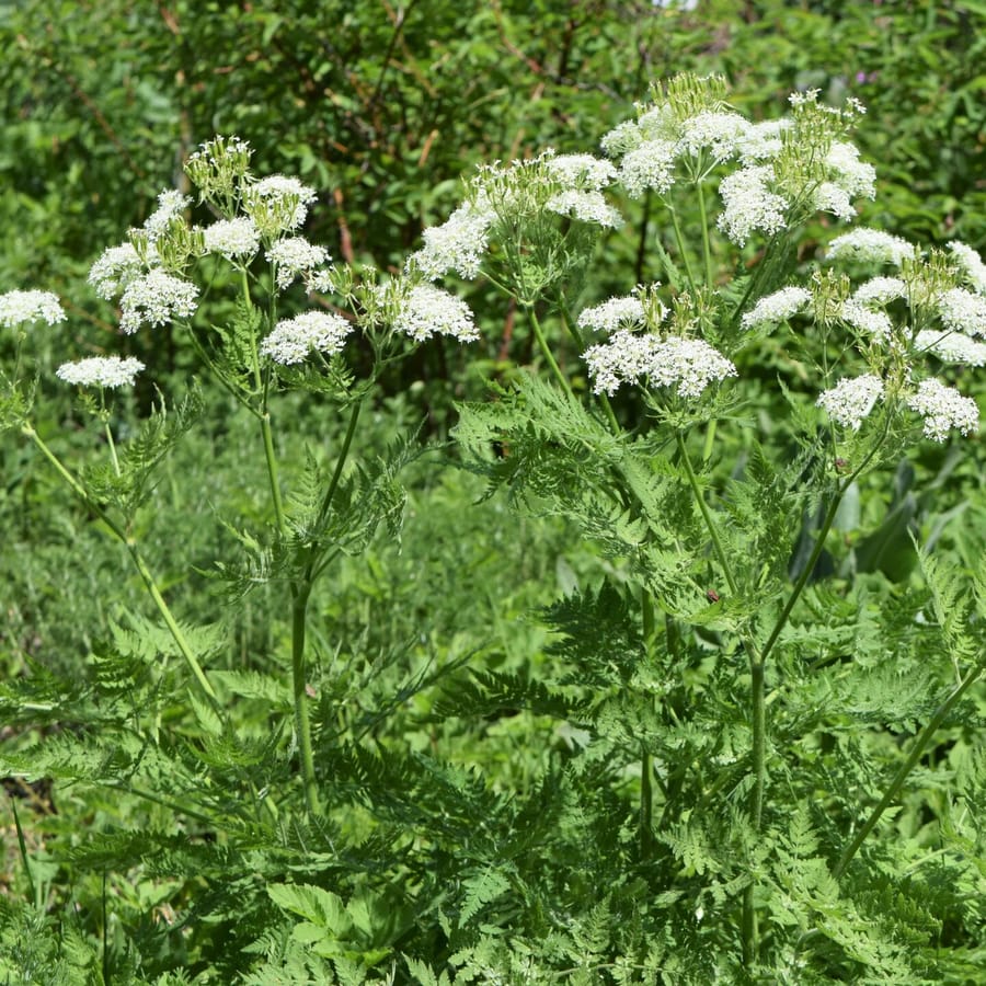 Roomse kervel (Myrrhis odorata) zaden