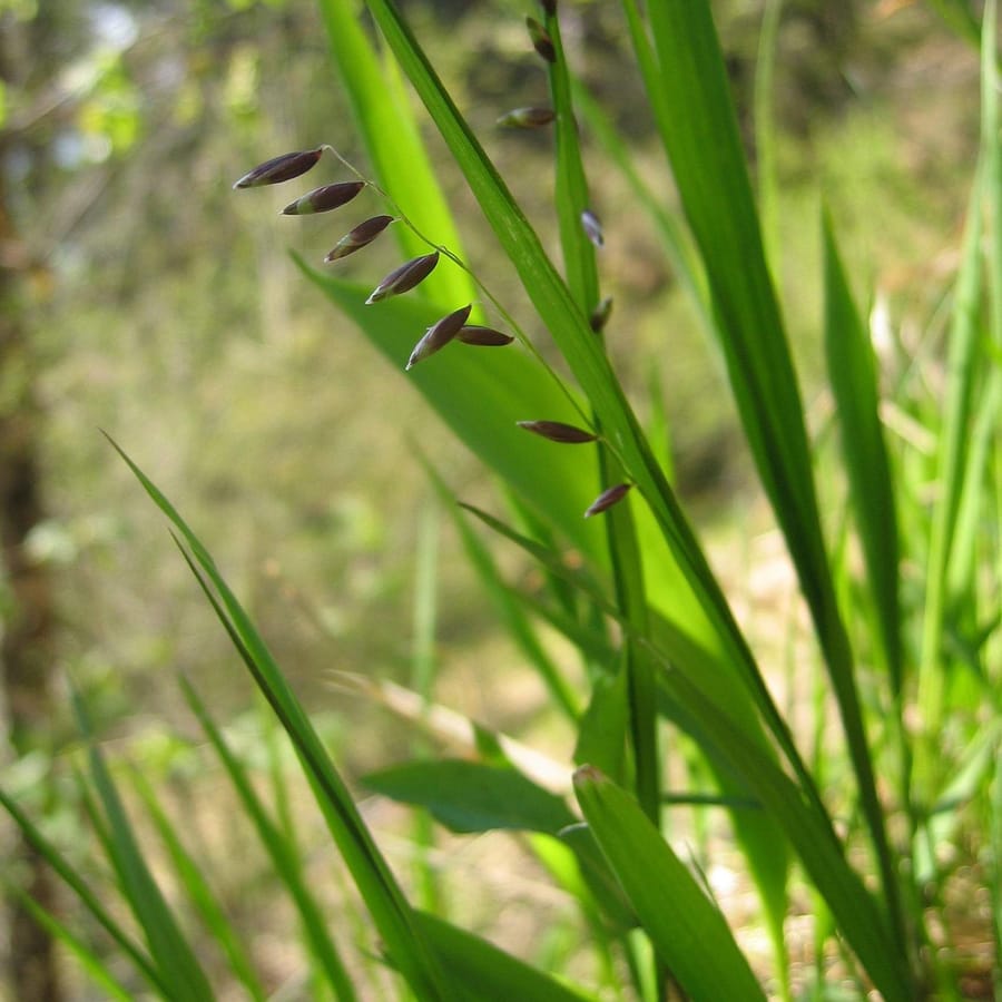 Knikkend parelgras (Melica nutans) zaden
