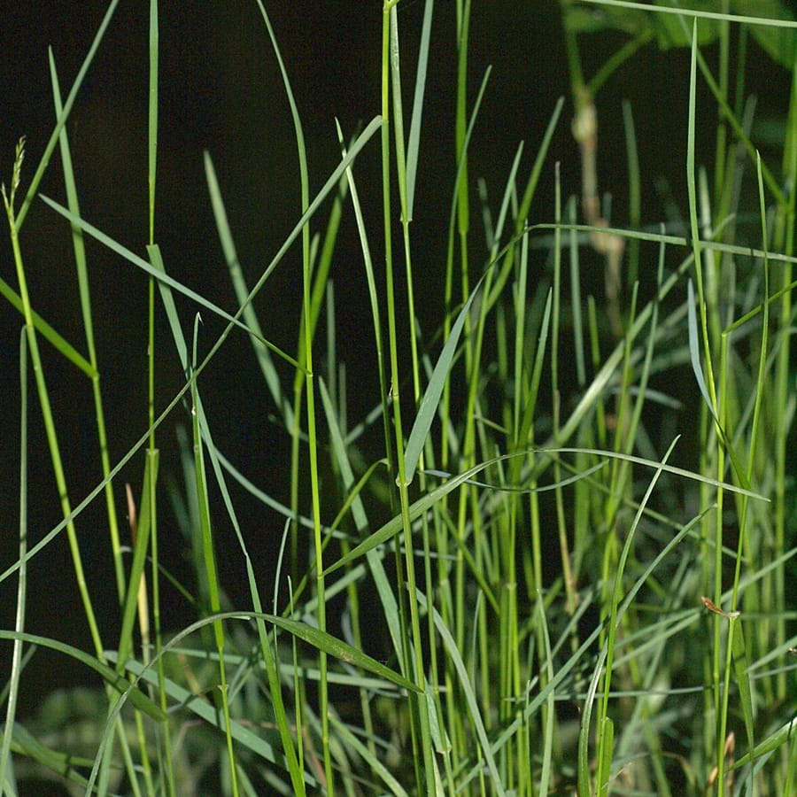 Schaduwgras (Poa nemoralis) zaden