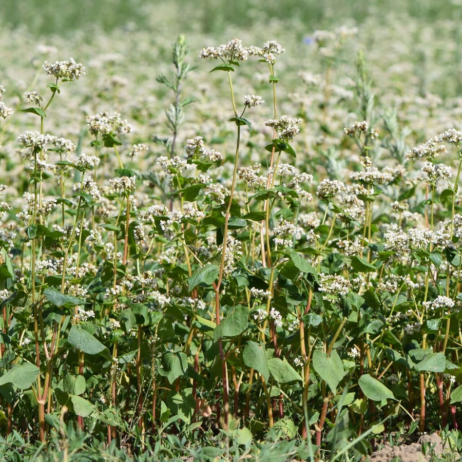 Boekweit (Fagopyrum esculentum) zaden