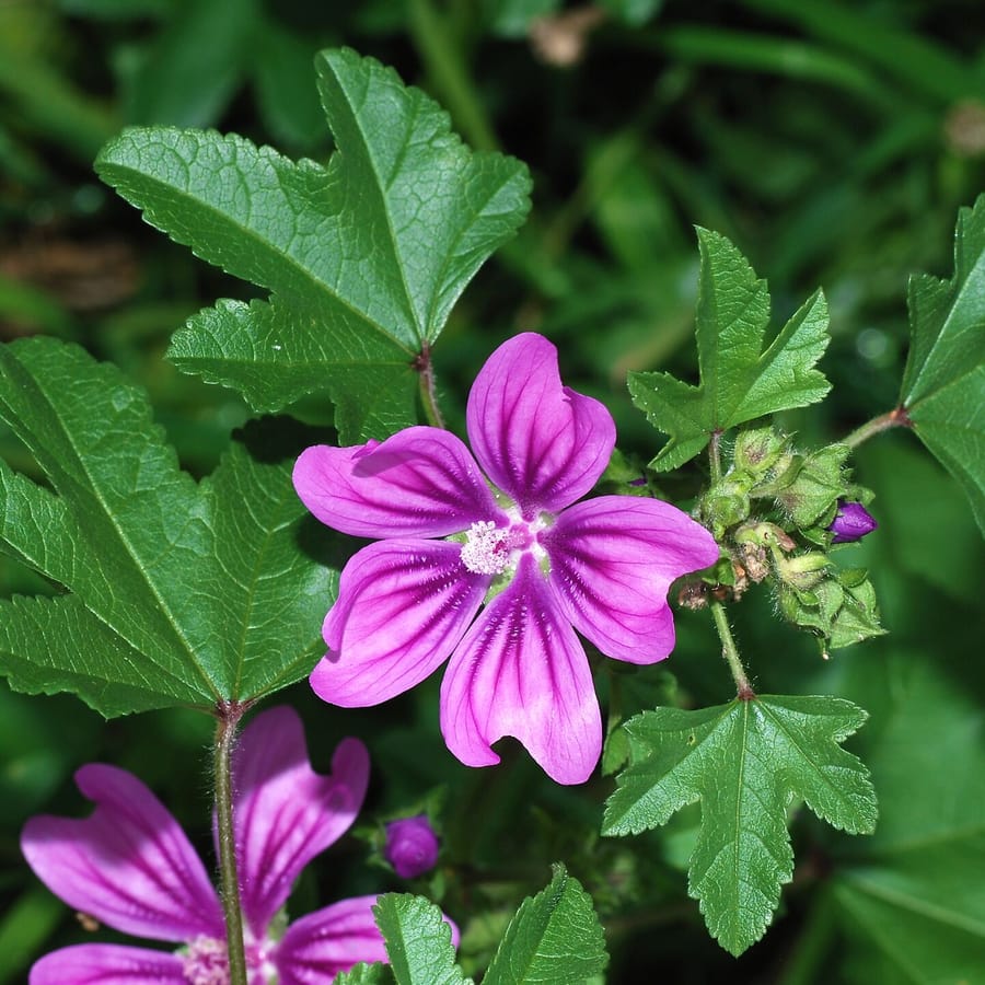 Groot kaasjeskruid (Malva sylvestris) zaden