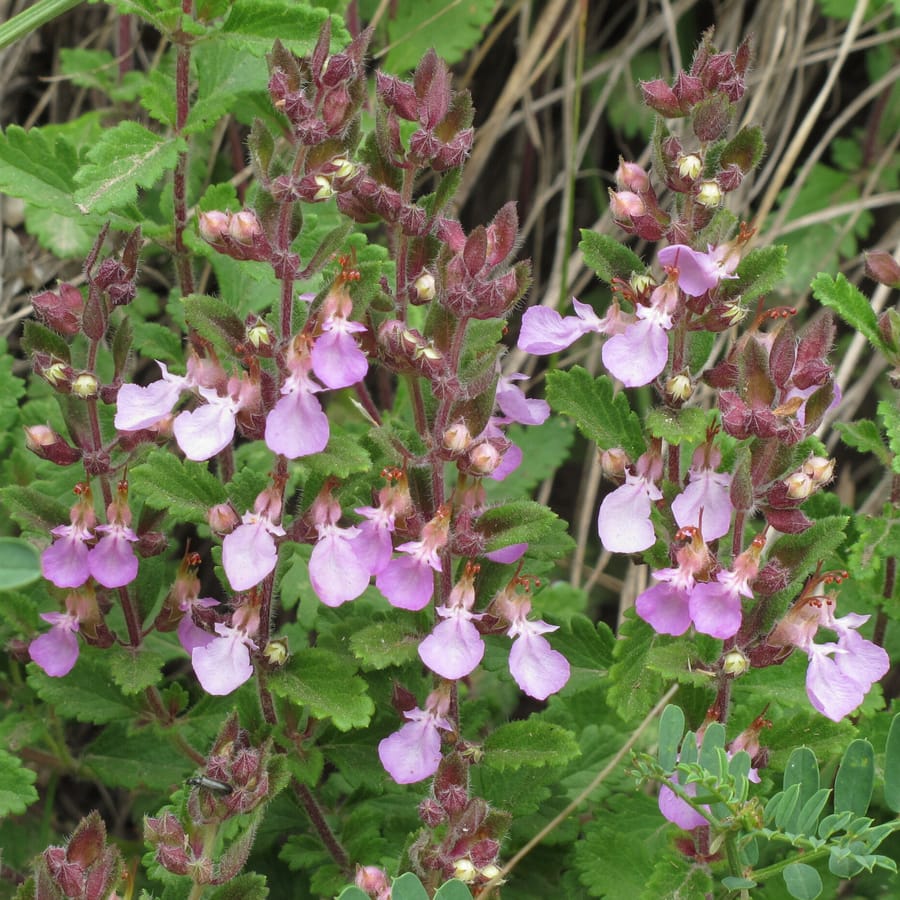 Echte gamander (Teucrium chamaedrys) zaden