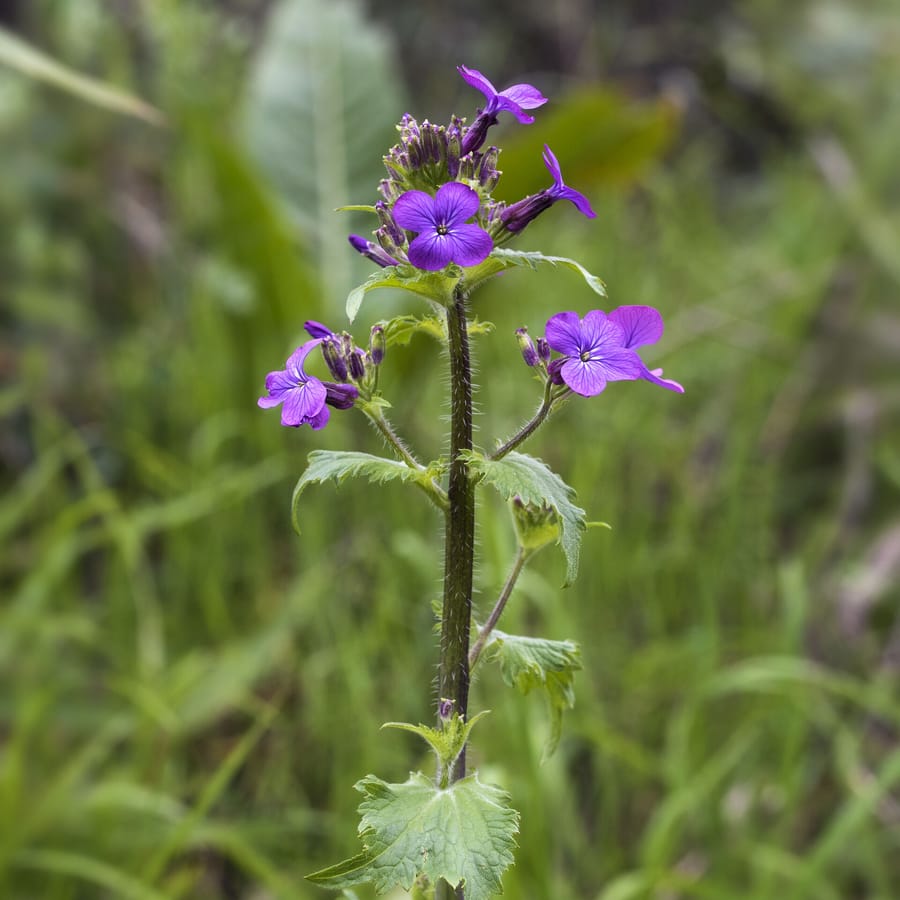 Tuinjudaspenning (Lunaria annua) zaden