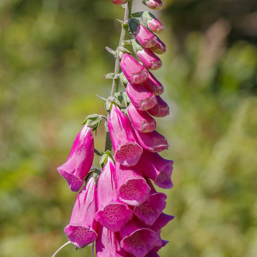 Vingerhoedskruid (Digitalis purpurea) zaden