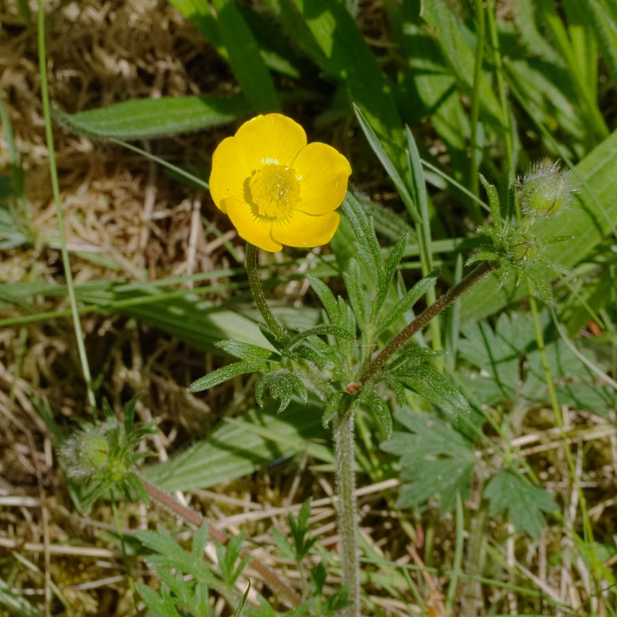 Knolboterbloem (Ranunculus bulbosus) zaden
