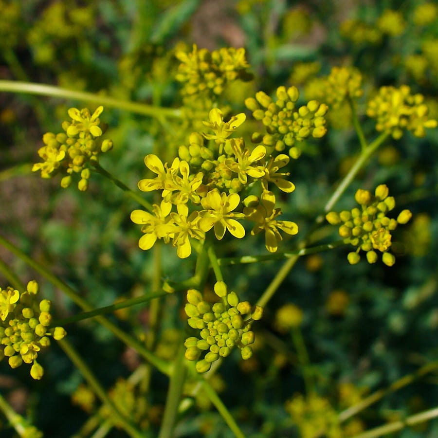 Wede BIO (Isatis tinctoria) zaden