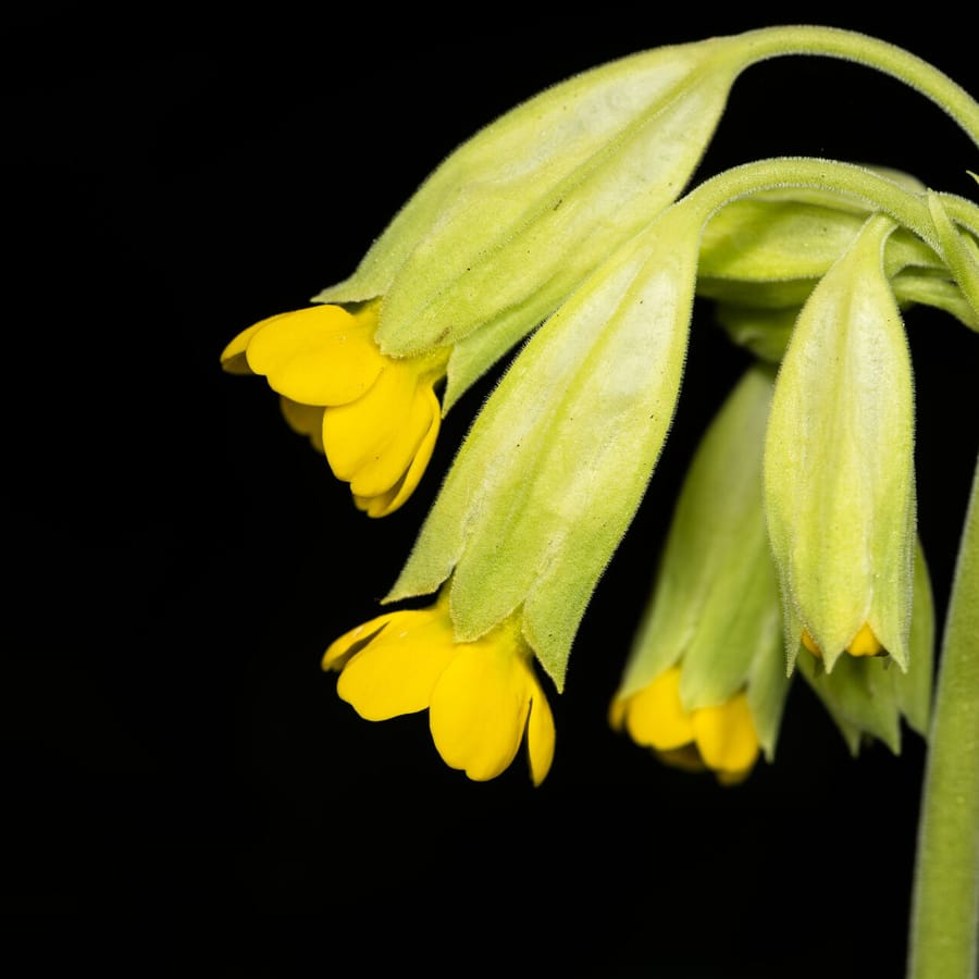 Gulden sleutelbloem (Primula veris) zaden