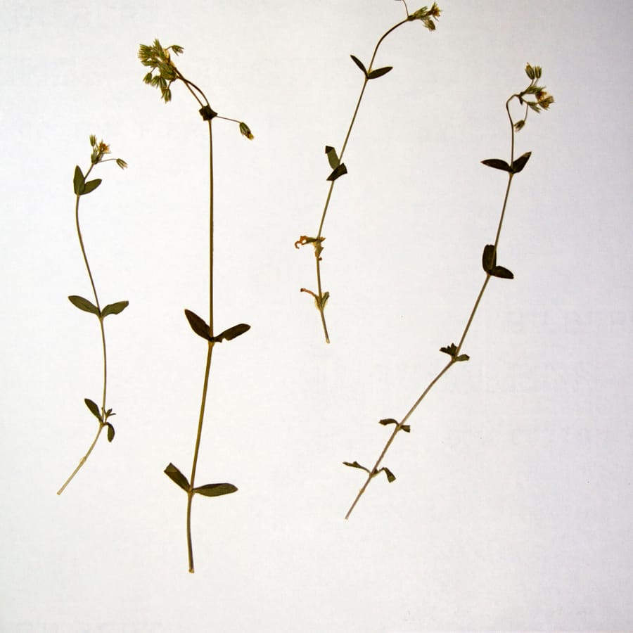 Gewone hoornbloem (Cerastium fontanum ssp. vulgare) zaden
