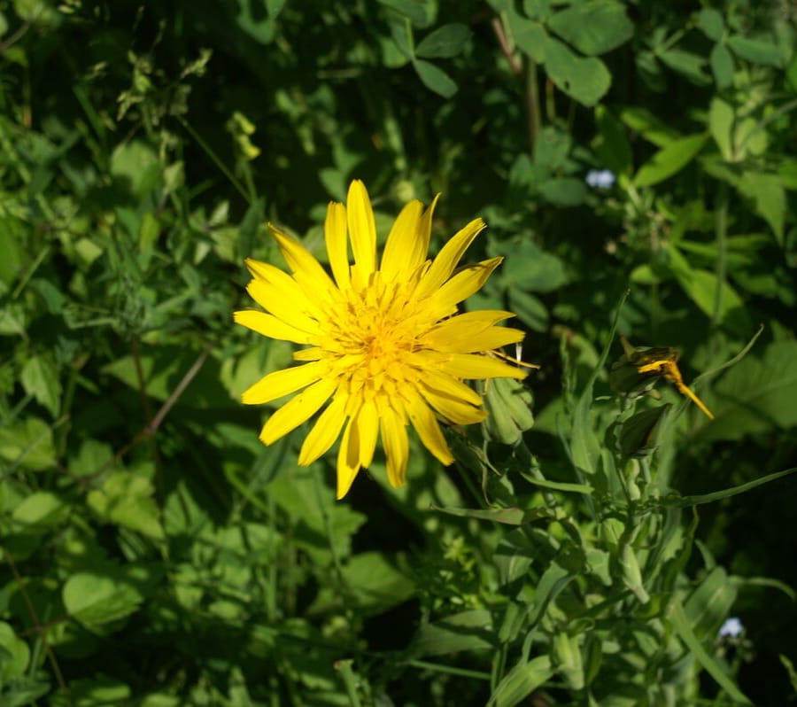 Gele morgenster (Tragopogon pratensis ssp. pratensis) zaden