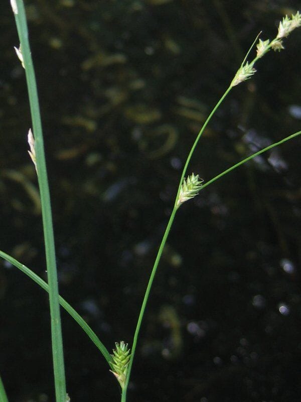 IJle zegge (Carex remota) zaden