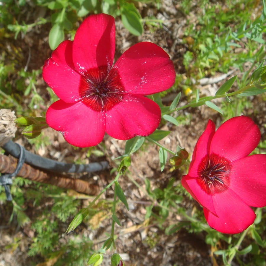 Rood vlas (Linum grandiflorum) zaden