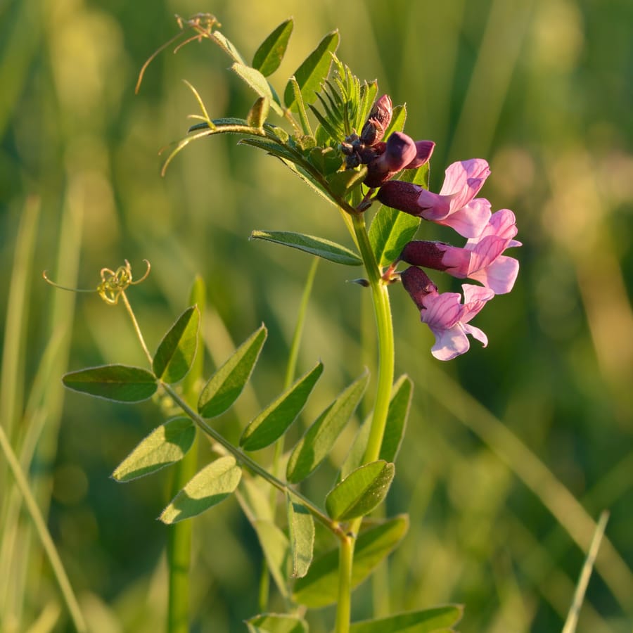 Heggenwikke (Vicia sepium) zaden