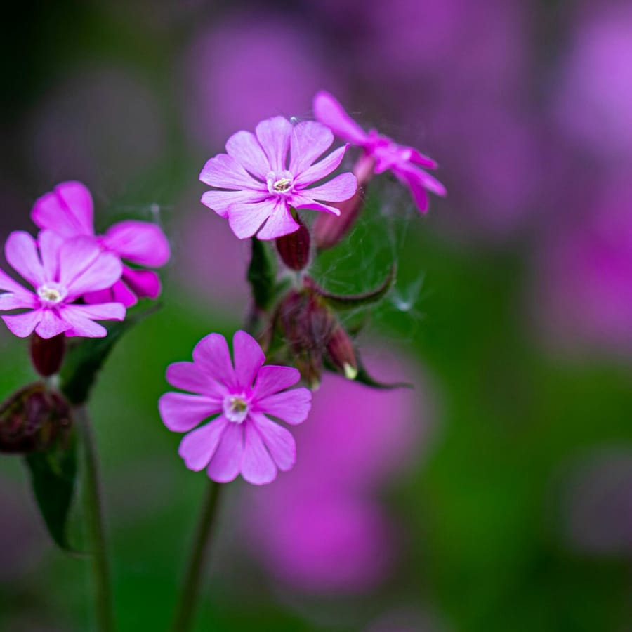 Dagkoekoeksbloem BIO (Silene dioica) zaden