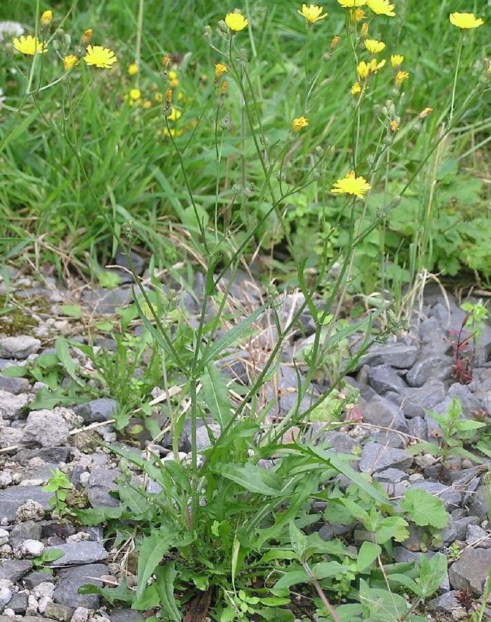 Klein streepzaad (Crepis capillaris) zaden