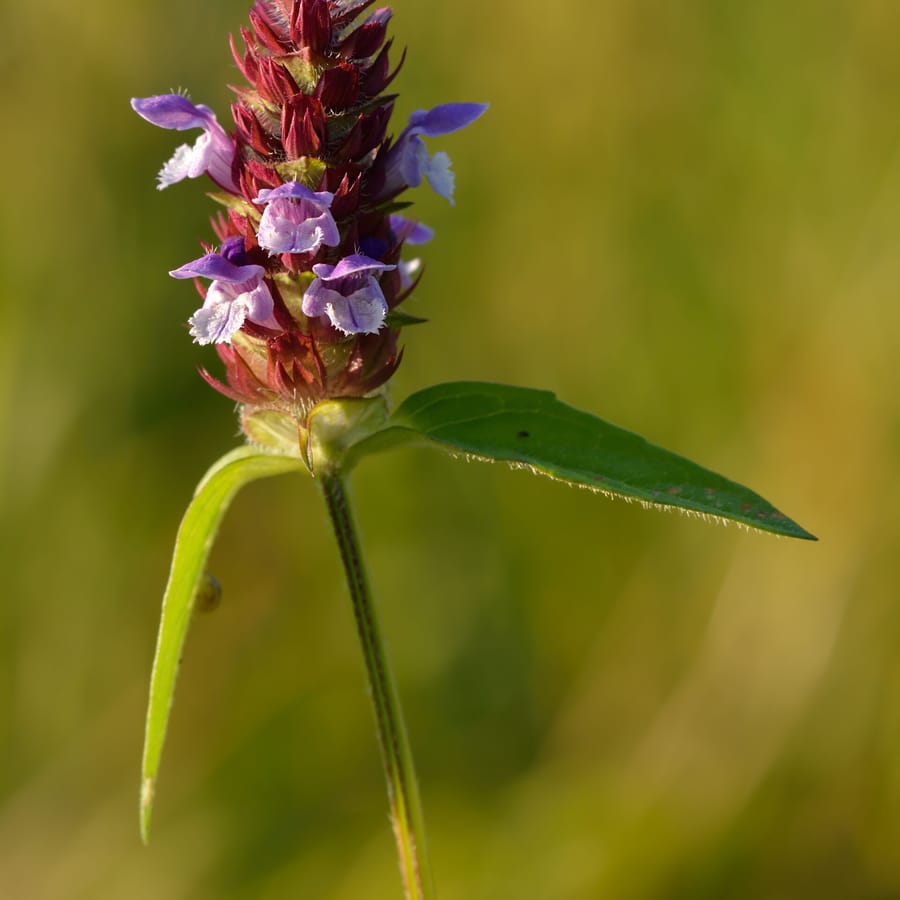 Gewone brunel (Prunella vulgaris) zaden