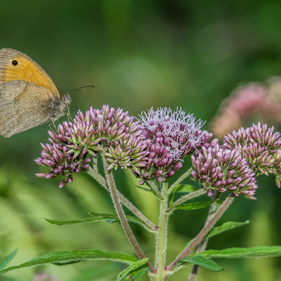 Koninginnenkruid (Eupatorium cannabinum) zaden