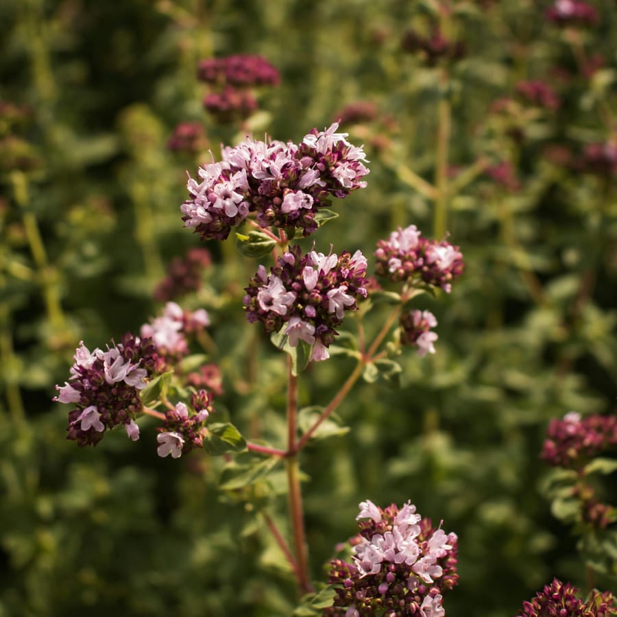 Wilde marjolein BIO (Origanum vulgare) zaden